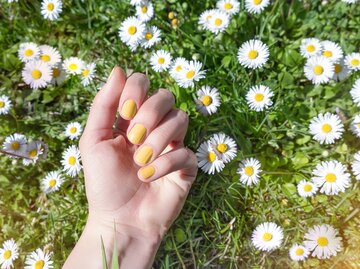 Hand mit buttergelben Nägeln vor einer Wiese mit Gänseblümchen | © AdobeStock/devmarya