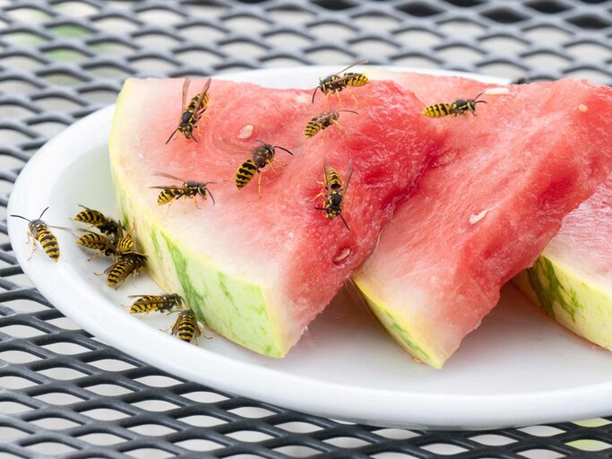 Wespen auf Wassermelone | © Getty Images/RelaxFoto.de