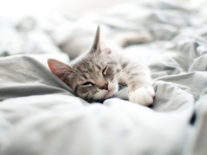 Eine hübsche Katze liegt im Bett und schläft | © Getty Images/hamacle