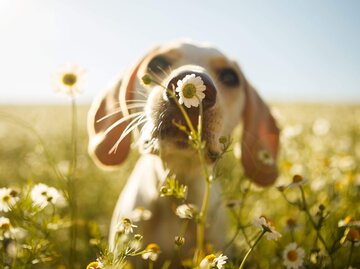 Hund vor Blume | © Getty Images/Capuski