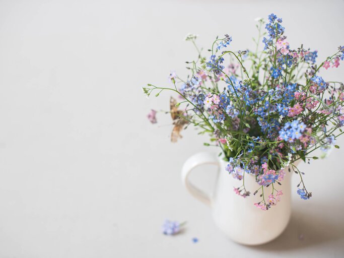 Vergiss mein nicht-Blumen in einer Vase | © Letterberry / shutterstock.com