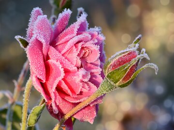 Rosa Rose mit Raureif im Sonnenlicht | © AdobeStock/K.-U. Häßler