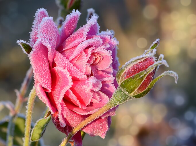 Rosa Rose mit Raureif im Sonnenlicht | © AdobeStock/K.-U. Häßler
