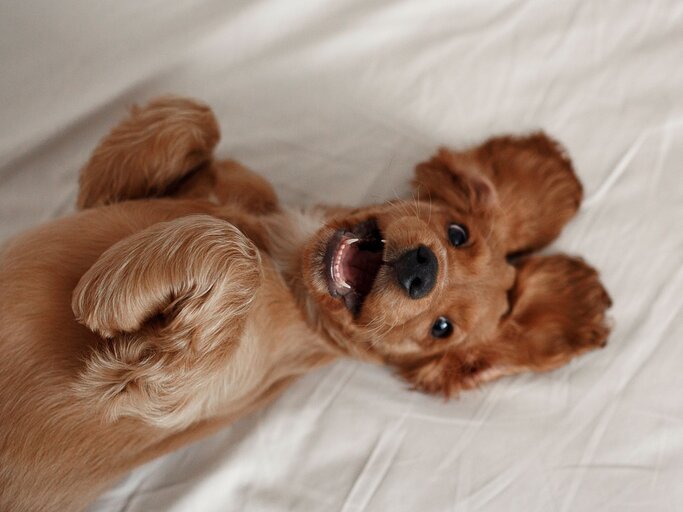 Cocker Spaniel liegt auf dem Rücken | © Getty Images/Ekaterina savyolova