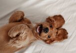 Cocker Spaniel liegt auf dem Rücken | © Getty Images/Ekaterina savyolova
