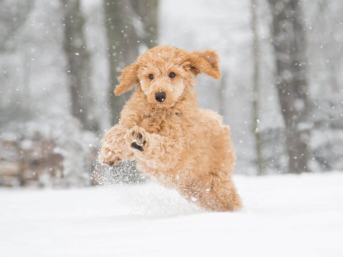 Pudel im Schnee | © Getty Images/Krisztian Juhasz