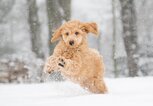 Pudel im Schnee | © Getty Images/Krisztian Juhasz