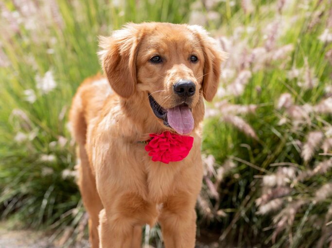 Junger Golden Retriever | © Getty Images/Edgar Barragan Juarez