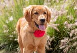 Junger Golden Retriever | © Getty Images/Edgar Barragan Juarez