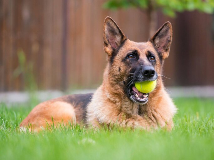 Deutscher Schäferhund mit Tennisball | © Getty Images/Stefan Cioata