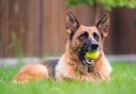 Deutscher Schäferhund mit Tennisball | © Getty Images/Stefan Cioata