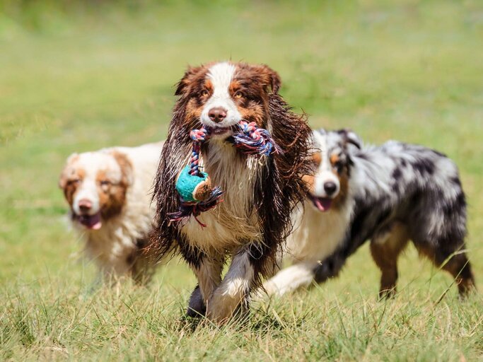Drei Australian Sheperds | © Getty Images/John McKeen