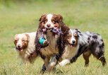 Drei Australian Sheperds | © Getty Images/John McKeen