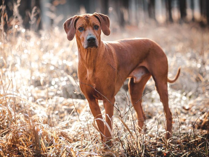 Rhodesian Ridgeback | © Getty Images/michal-sedlacek