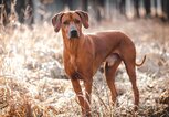 Rhodesian Ridgeback | © Getty Images/michal-sedlacek