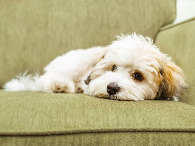Havaneser auf Couch. | © Getty Images/Petra Richli