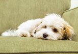 Havaneser auf Couch. | © Getty Images/Petra Richli