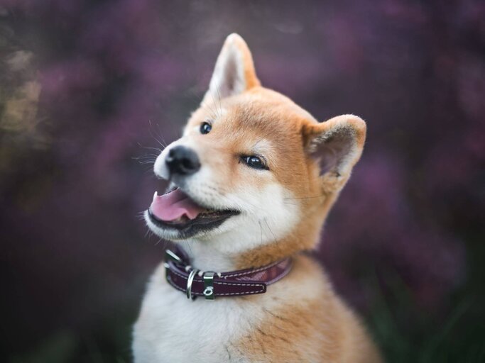 Shiba Inu | © Getty Images/Iza Łysoń 