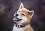Shiba Inu | © Getty Images/Iza Łysoń 