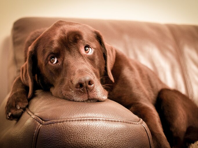 Labrador Retriever auf Sofa | © Getty Images/Mike Linnane