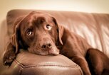 Labrador Retriever auf Sofa | © Getty Images/Mike Linnane