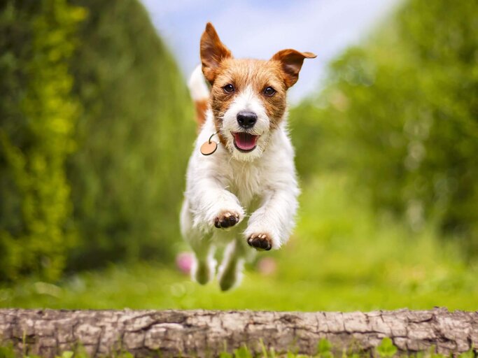 Jack Russell Terrier springt | © Getty Images/Wavetop
