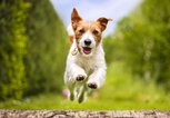 Jack Russell Terrier springt | © Getty Images/Wavetop