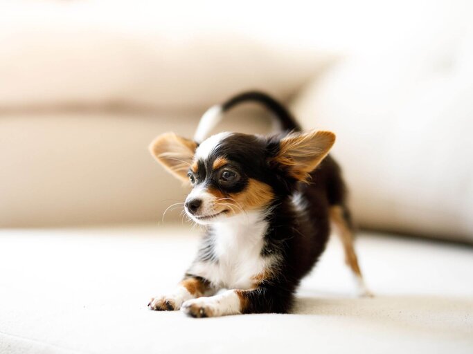 Chihuahua Welpe | © Getty Images/Capuski