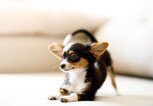 Chihuahua Welpe | © Getty Images/Capuski