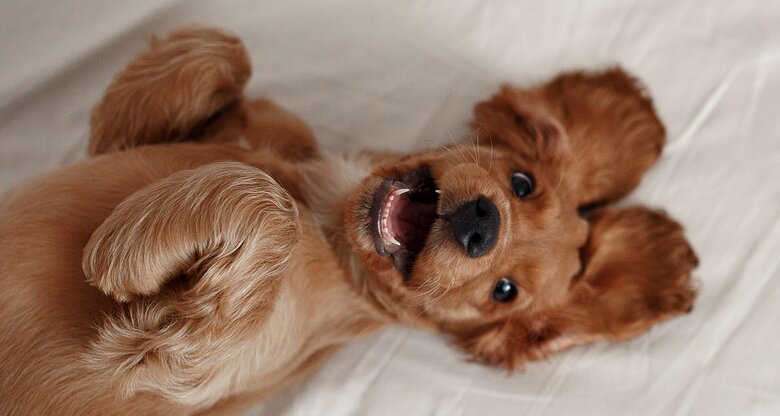 glücklicher Hund liegt auf dem Rücken auf einem Bett | © GettyImages/Ekaterina savyolova