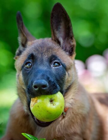 Hund beißt in einen Apfel | © Getty Images/Sansargo
