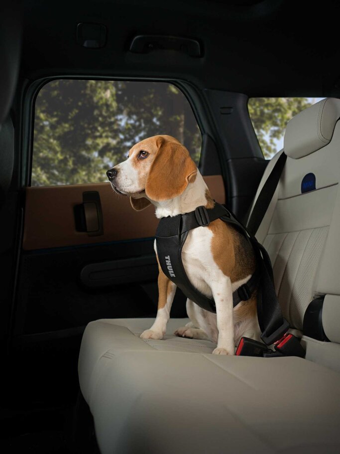 Hundegeschirr von Thule | © Thule