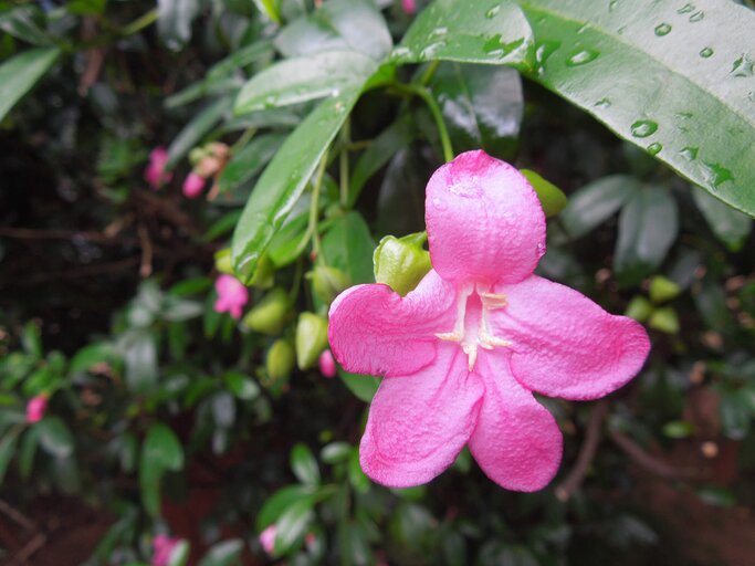 Balsam Blume mit pinker Blüte | © gettyimages.de | Ravinder Kumar