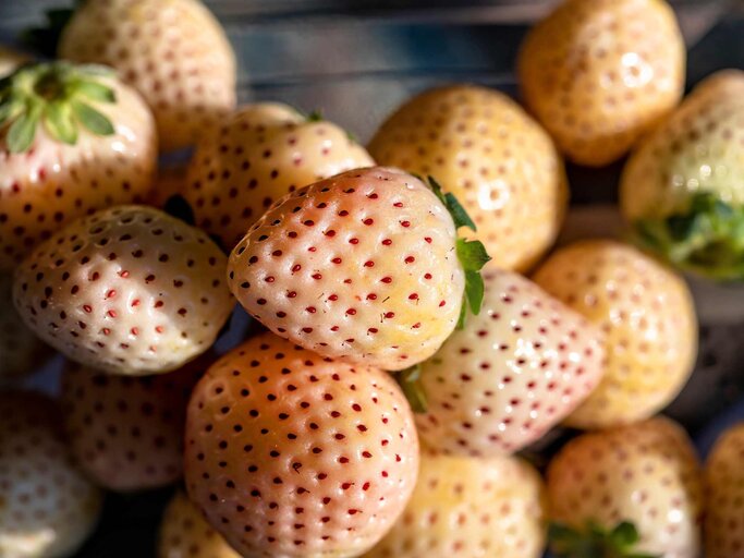 weiße Erdbeeren, auch Pineberrys oder Ananas-Erdbeere genannt | © Getty Images/Ali Majdfar