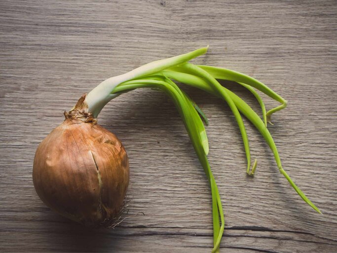 Keimende Zwiebel | © Getty Images/Faba-Photograhpy