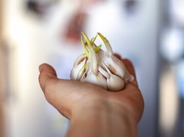 Auf einer ausgestreckten Hand liegt ein keimender Knoblauch. | © Getty Images / mjrodafotografia