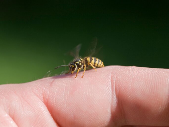 Wespe liegt auf der Hand einer Person | © Getty Images/diephosi