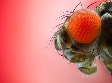 Nahaufnahme einer Fruchtfliege | © Getty Images/Sefa Kaya