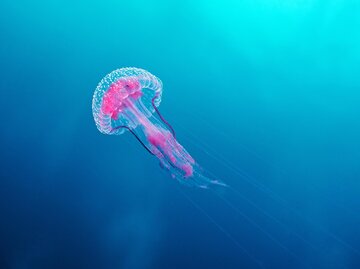 Qualle schwimmt im Wasser | © Getty Images/Gerard Soury