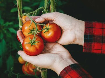 Hand hält Tomaten | © Getty Images/Nadezhda Soboleva / EyeEm