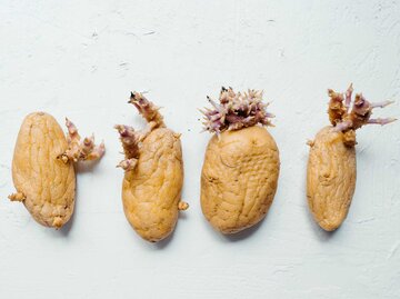 Kartoffeln mit starken Austrieben und Keimen | © Getty Images/Ana Rocio Garcia Franco