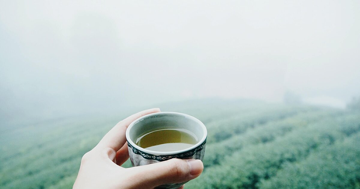 If you drink green tea, you will lose weight!