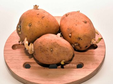 keimende Kartoffeln auf einem Holzbrett | © Getty Images/PCbang