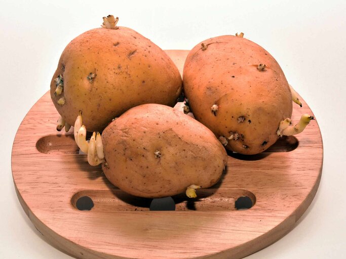 keimende Kartoffeln auf einem Holzbrett | © Getty Images/PCbang