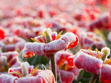 Tulpen im Frost der Eisheiligen | © Getty Images/Frans Lemmens