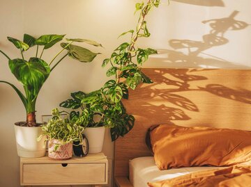 Blick in ein Schlafzimmer mit Zimmerpflanzen | © Getty Images/Kseniya Ovchinnikova