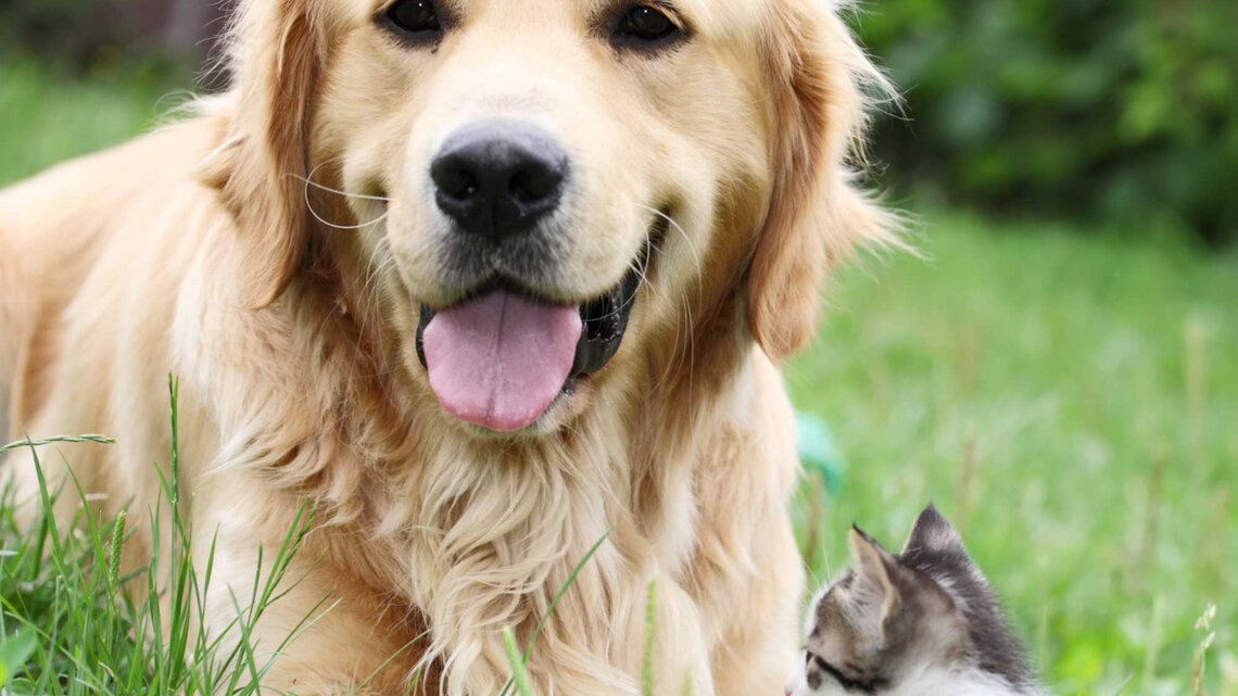 Hund und Katze im Garten | © Getty Images/skynesher