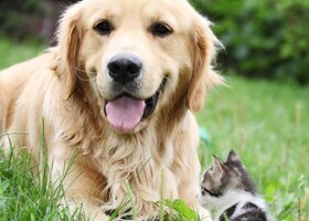 Hund und Katze im Garten
