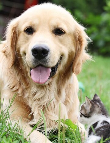 Hund und Katze im Garten | © Getty Images/skynesher