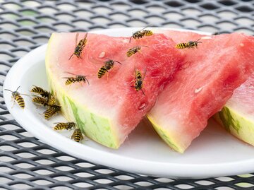 Wespen auf Wassermelone | © Getty Images/RelaxFoto.de